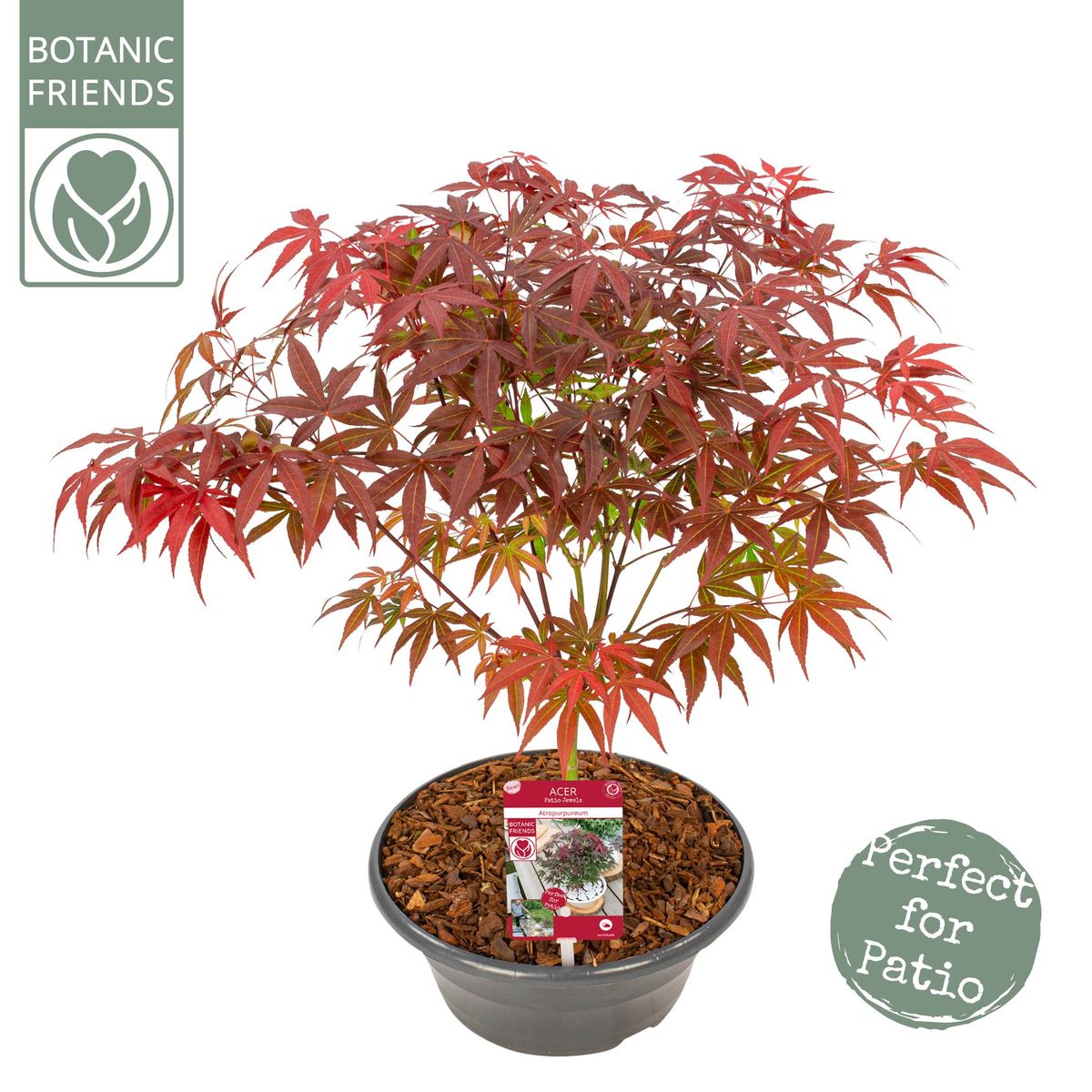 Acer palmatum 'Atropurpureum' — Plant Wholesale FlorAccess