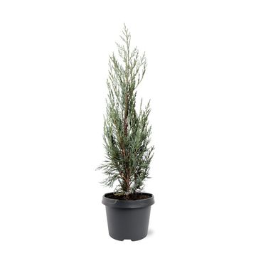 Juniperus scopulorum 'Moonglow'