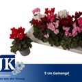 Cyclamen SUPER SERIE VERANO MIX
