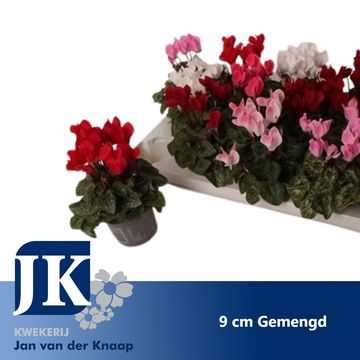 Cyclamen SUPER SERIE VERANO MIX
