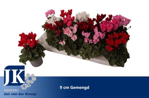 Cyclamen SUPER SERIE VERANO MIX