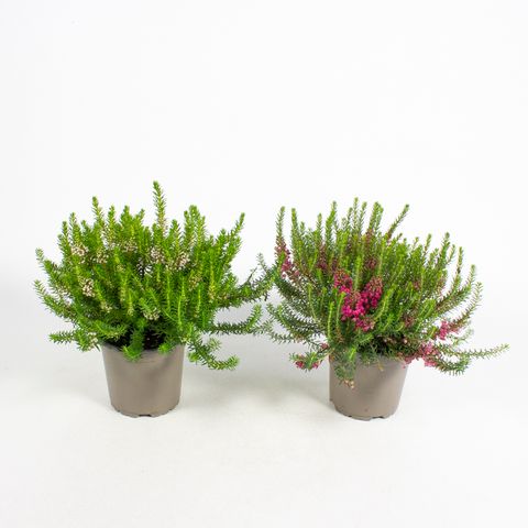Erica vagans MIX