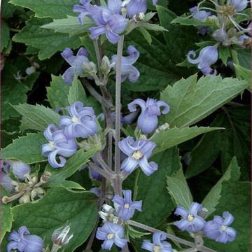 Clematis 'Blue Dwarf' (H)