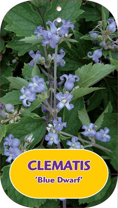 Clematis 'Blue Dwarf' (H)