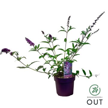 Buddleja davidii BERRIES & CREAM