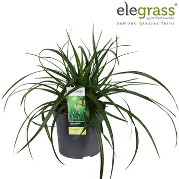 Carex morrowii 'Irish Green'