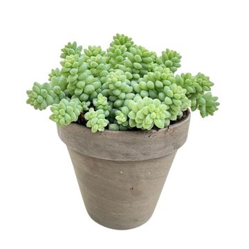 Sedum morganianum