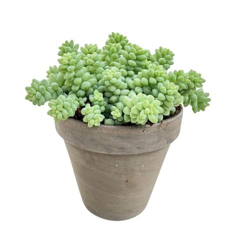 Sedum morganianum