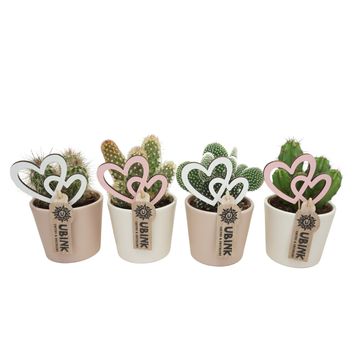 Cactus MIX IN POT