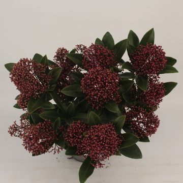 Skimmia japonica 'Rubella'