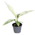 Spathiphyllum 'Sensation'