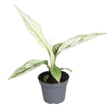 Spathiphyllum 'Sensation'