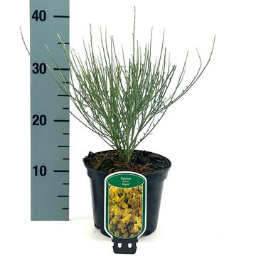 Cytisus x praecox 'Allgold'