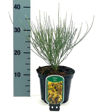 Cytisus x praecox 'Allgold'