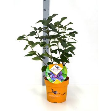 Amelanchier alnifolia