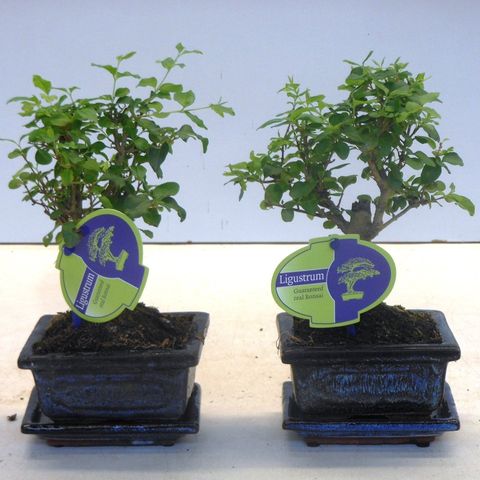 Ligustrum sinense (Lodder Bonsai)