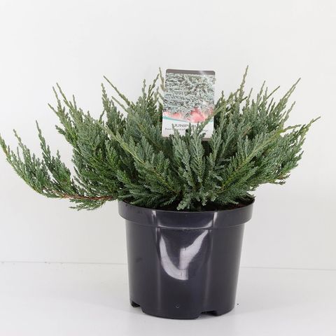 Juniperus horizontalis 'Blue Chip' — Plant Wholesale FlorAccess