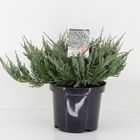 Juniperus horizontalis 'Blue Chip'