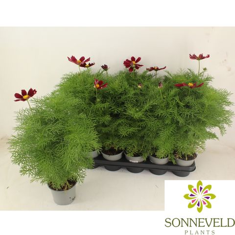 Cosmos bipinnatus 'Casanova Red'