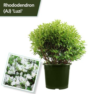 Rhododendron 'Luzi' (AJ)