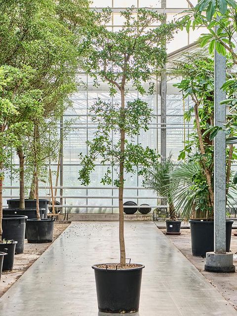 Bucida buceras 'Shady Lady'