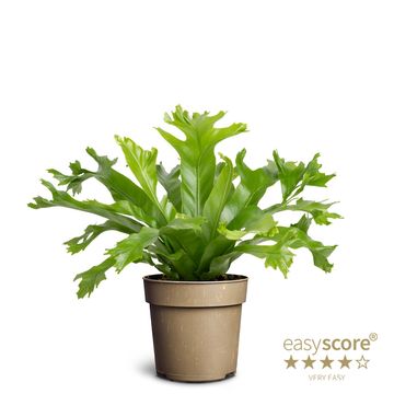 Asplenium nidus 'Dakila'