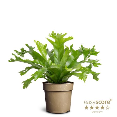 Asplenium nidus 'Dakila'