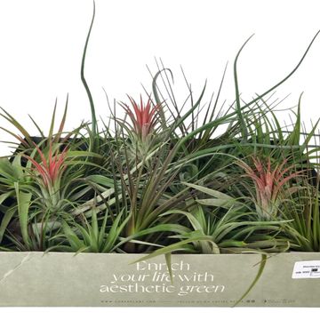 Tillandsia MIX