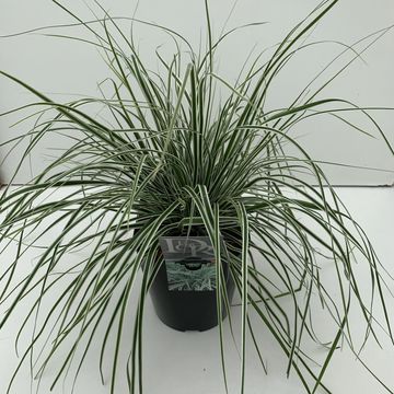 Carex oshimensis EVERCOLOR EVEREST