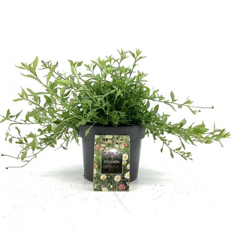 Erigeron karvinskianus