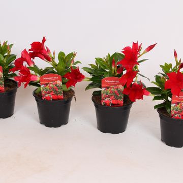 Mandevilla RIO DEEP RED