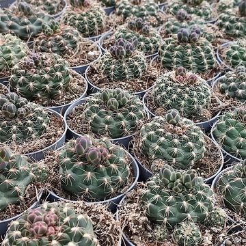 Gymnocalycium mesopotamicum