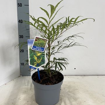 Mahonia eurybracteata SWEET WINTER