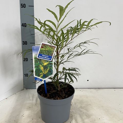 Mahonia eurybracteata SWEET WINTER