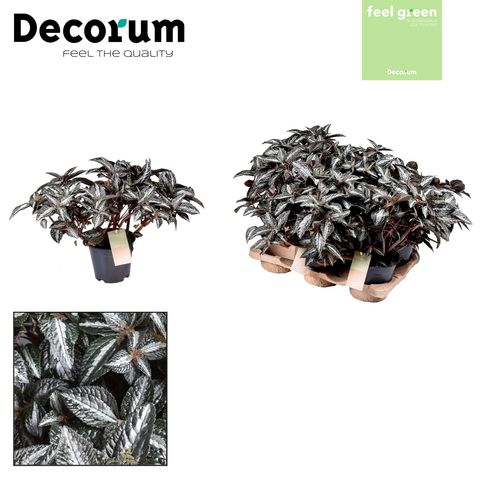 Pilea spruceana 'Silver Tree'