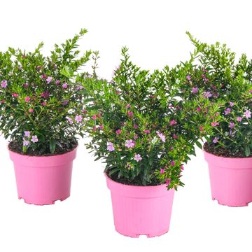 Cuphea hyssopifolia MIX IN POT
