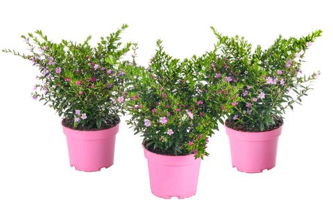 Cuphea hyssopifolia MIX IN POT