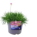 Armeria maritima 'Splendens'