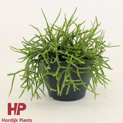 Rhipsalis burchellii