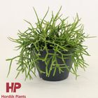 Rhipsalis burchellii