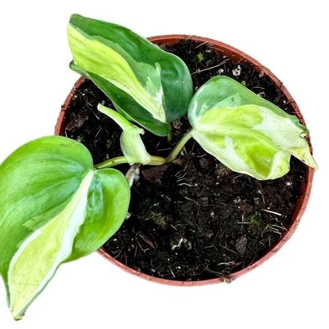 Philodendron 'Cream Splash' — Bitkiler Toptan Satış FlorAccess