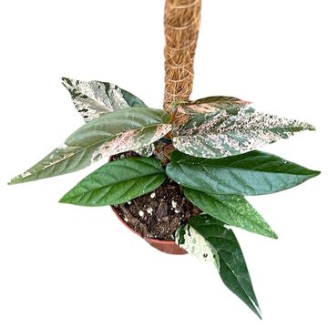 Ficus sagittata 'Variegata'