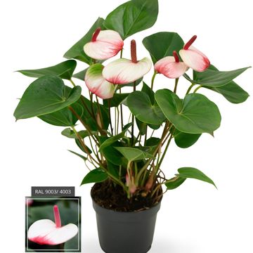 Антуриум KARMA HOTLIPS