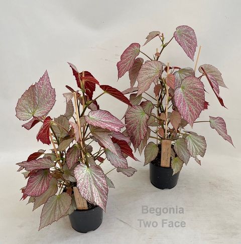 Begonia 'Two Face'