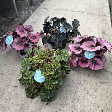 Begonia bowerae 'Тайгер'