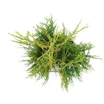 Thuja occidentalis 'Golden Brabant'