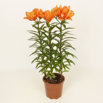 Lilium 'Tiny Double You'