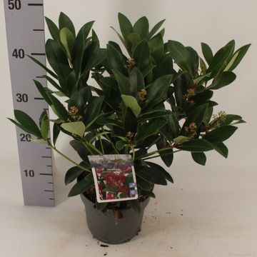 Skimmia japonica 'Rubella'