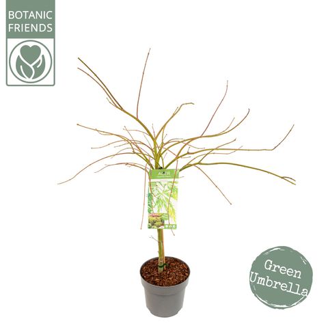 Acer palmatum 'Dissectum'