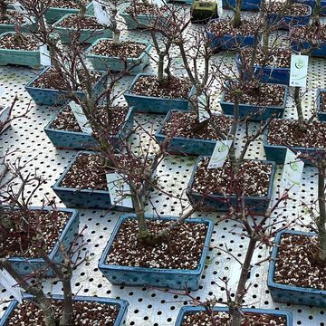 Acer palmatum 'Deshôjô'